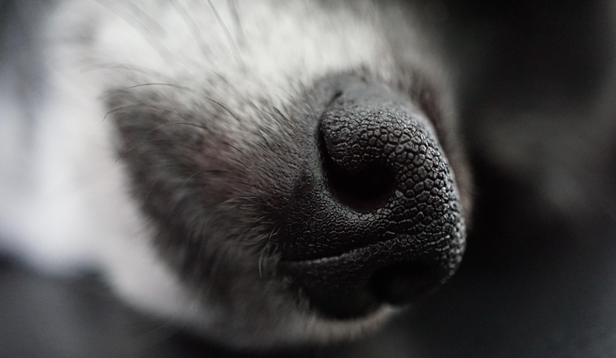 VIDEO: ¡Sin piedad! Sujeto le dispara a perrito y escapa a bordo de vehículo