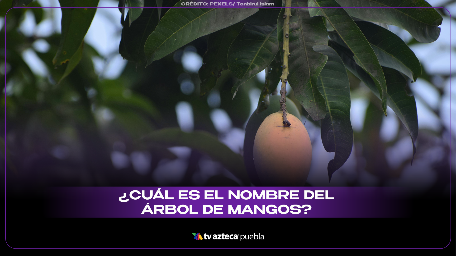 El nombre científico del árbol del mango y su verdadero origen
