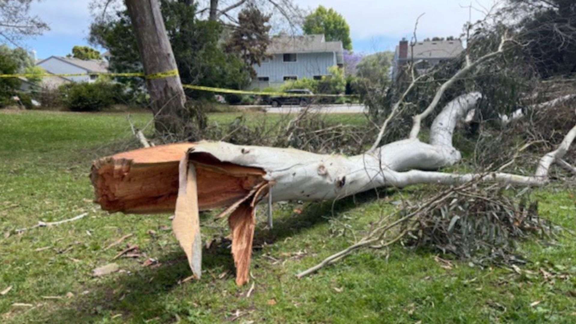 Muere niño de 4 años luego de que le cayera la rama de un árbol en la ...