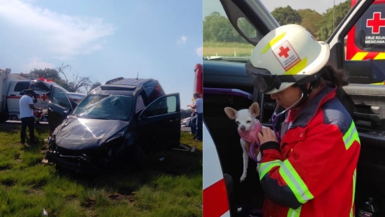 VIDEO: Accidente en la autopista Amozoc-Perote deja tres lesionados hoy, entre ellos una mascota