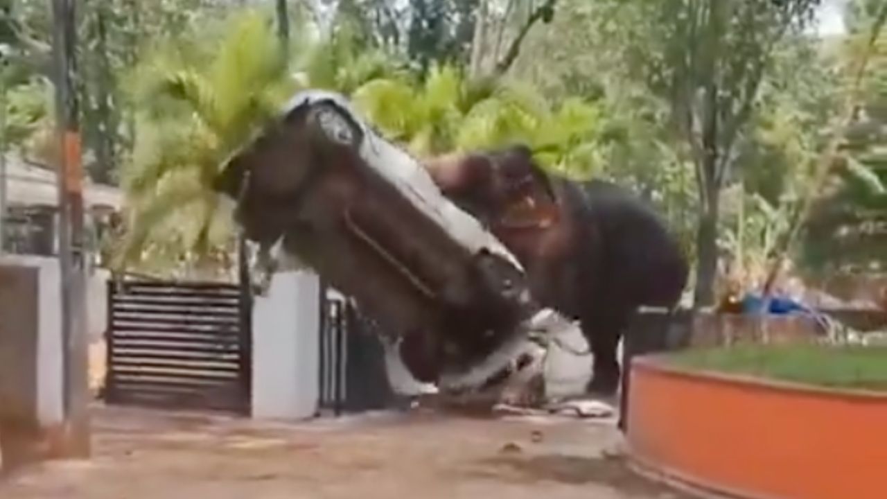 VIDEO FUERTE: Elefante fuera de control desata caos en templo; una persona perdió la vida