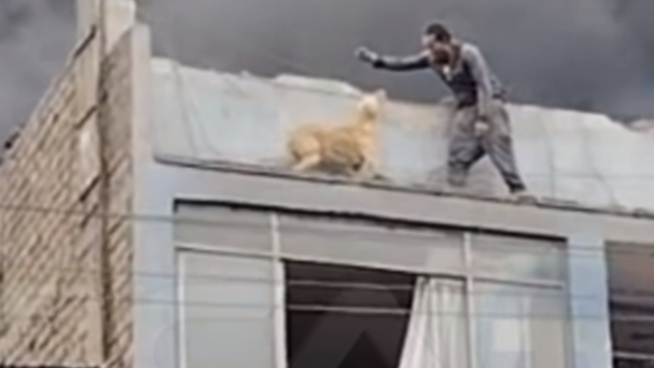 Indigente salva a perros de morir calcinados en incendio