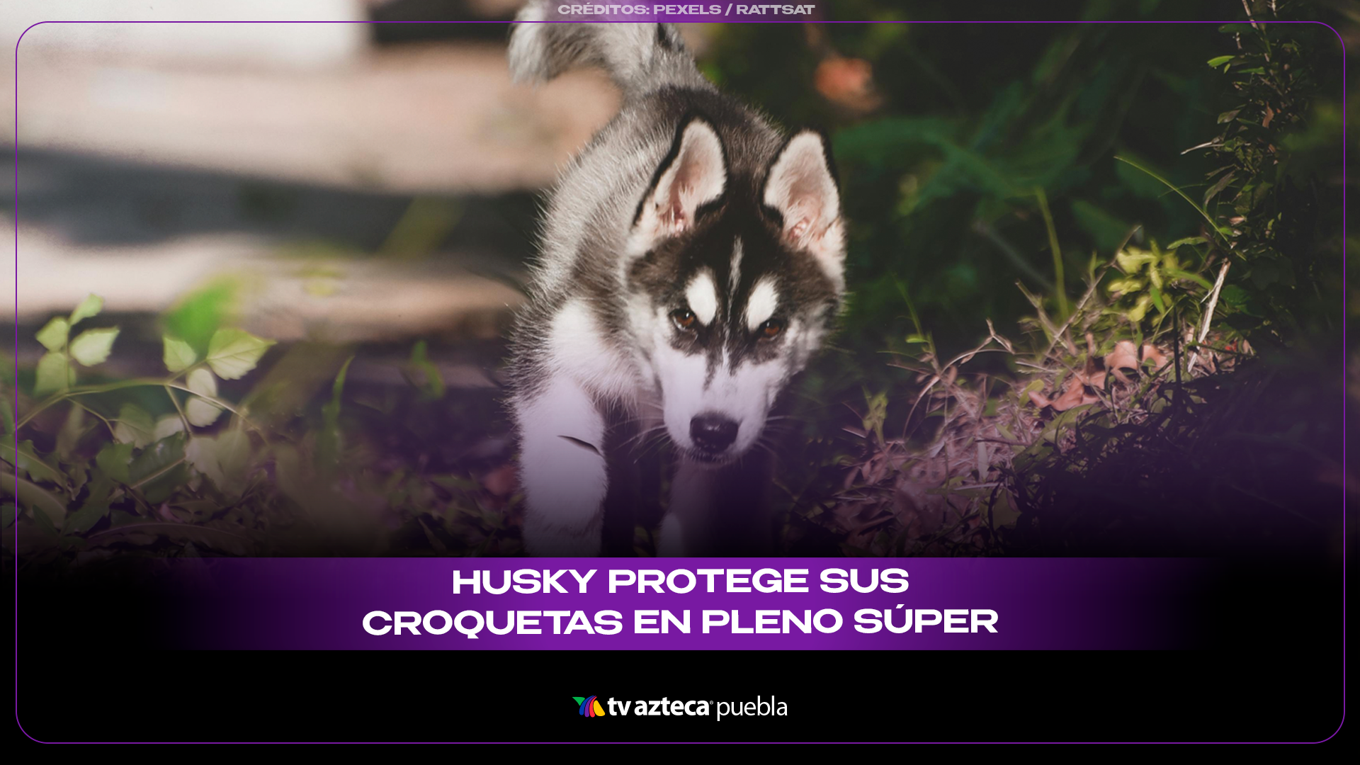 Husky “defiende” sus croquetas en el súper y se vuelve viral.