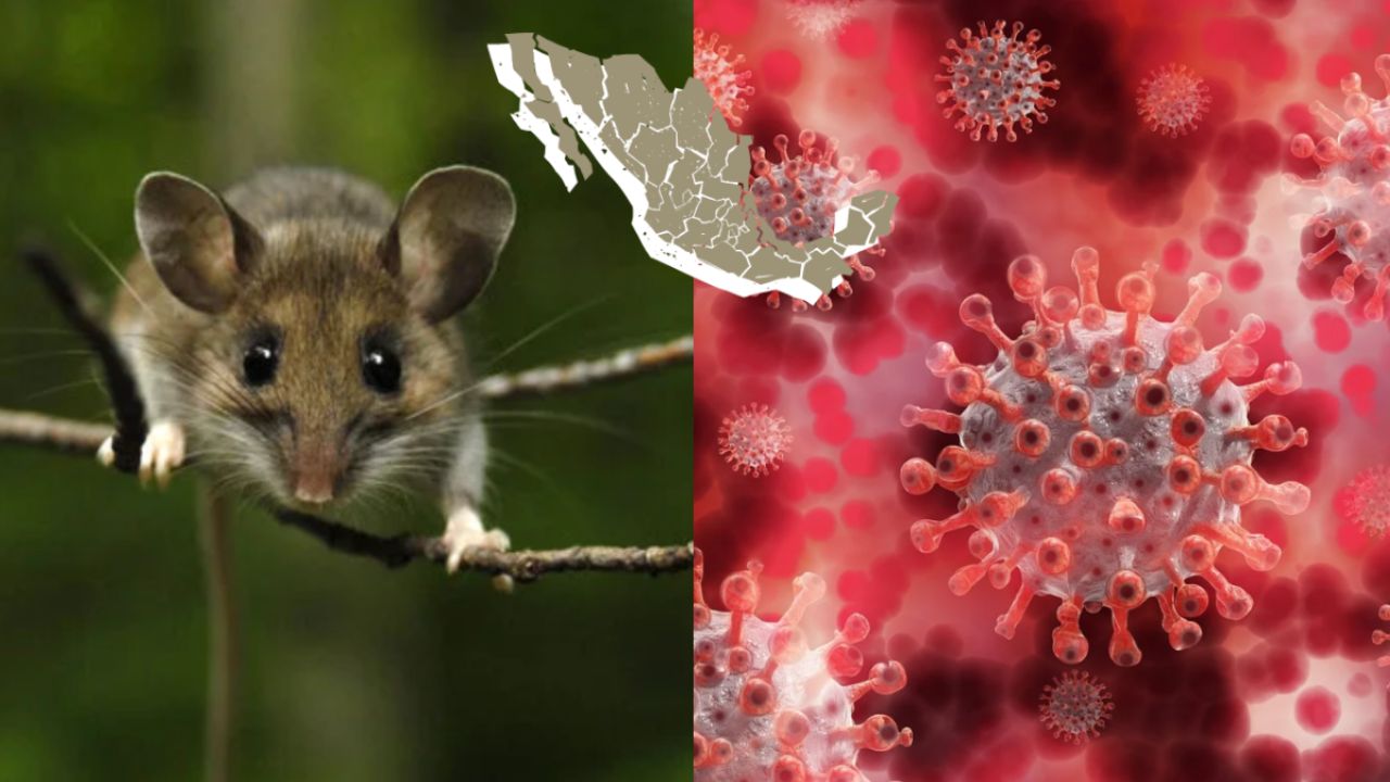 Confirman presencia de roedores portadores del hantavirus en México: ¿Puebla está en riesgo?