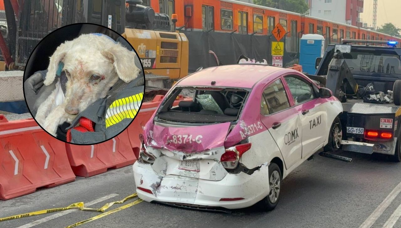 Perrito sobrevive tras fatal accidente de taxista en San Antonio Abad; el hombre afirmaba tener insectos en el cuerpo