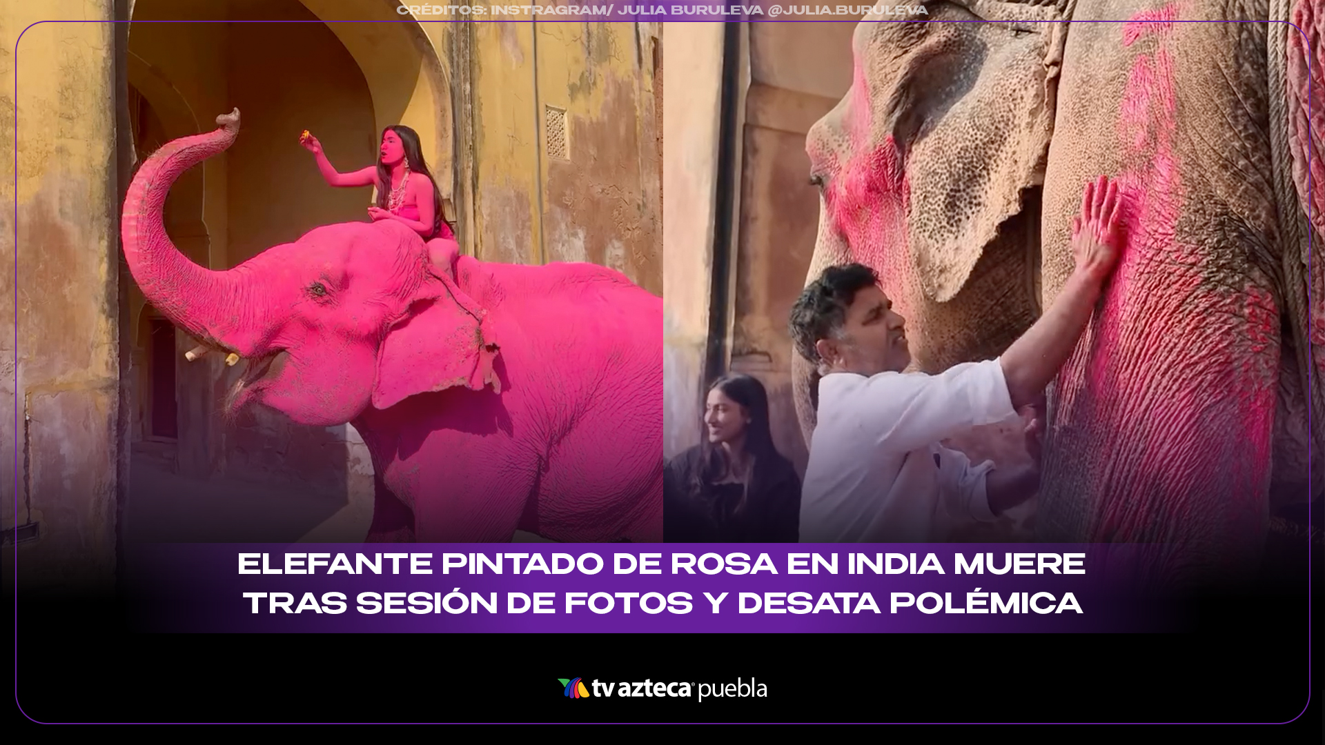 Elefante pintado de rosa en India muere tras sesión de fotos y desata polémica