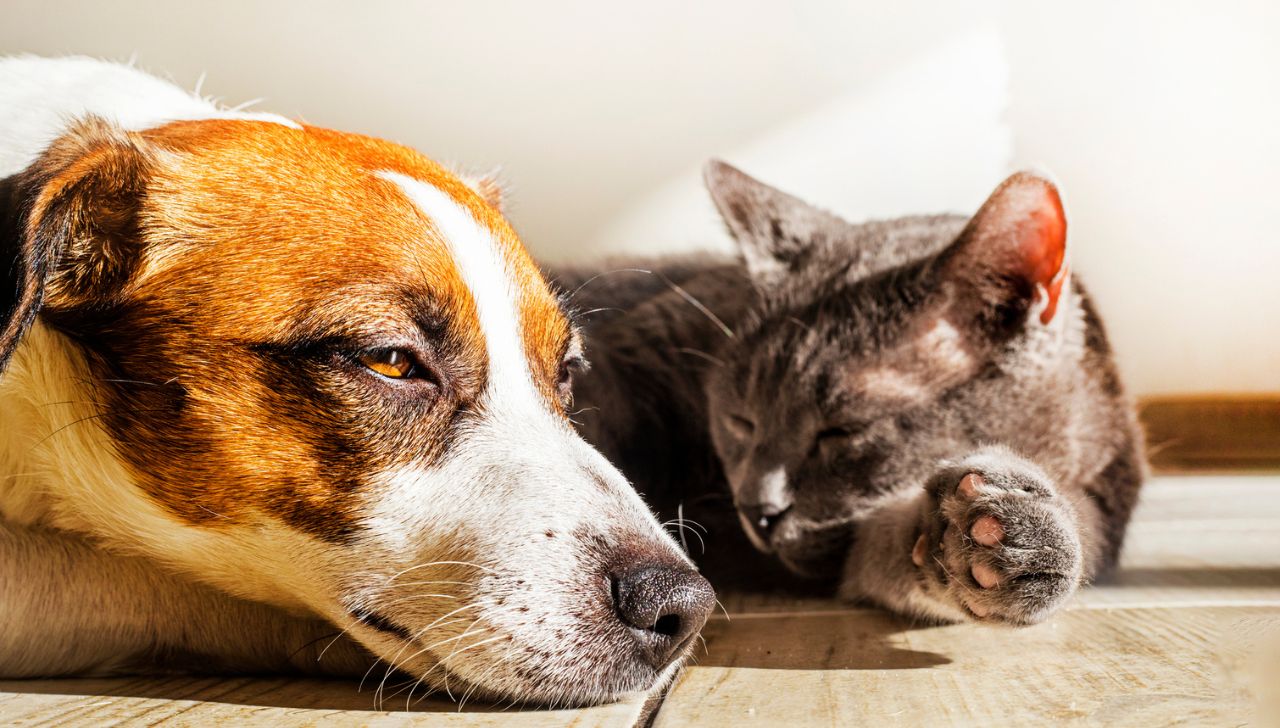 ¿Cómo cuidar a tu mascota en temporada de calor?