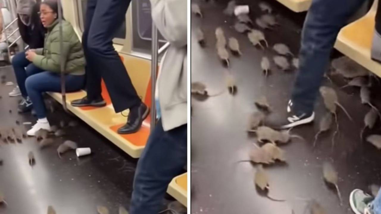 Video viral muestra manada de ratas en el metro de Nueva York y genera ...