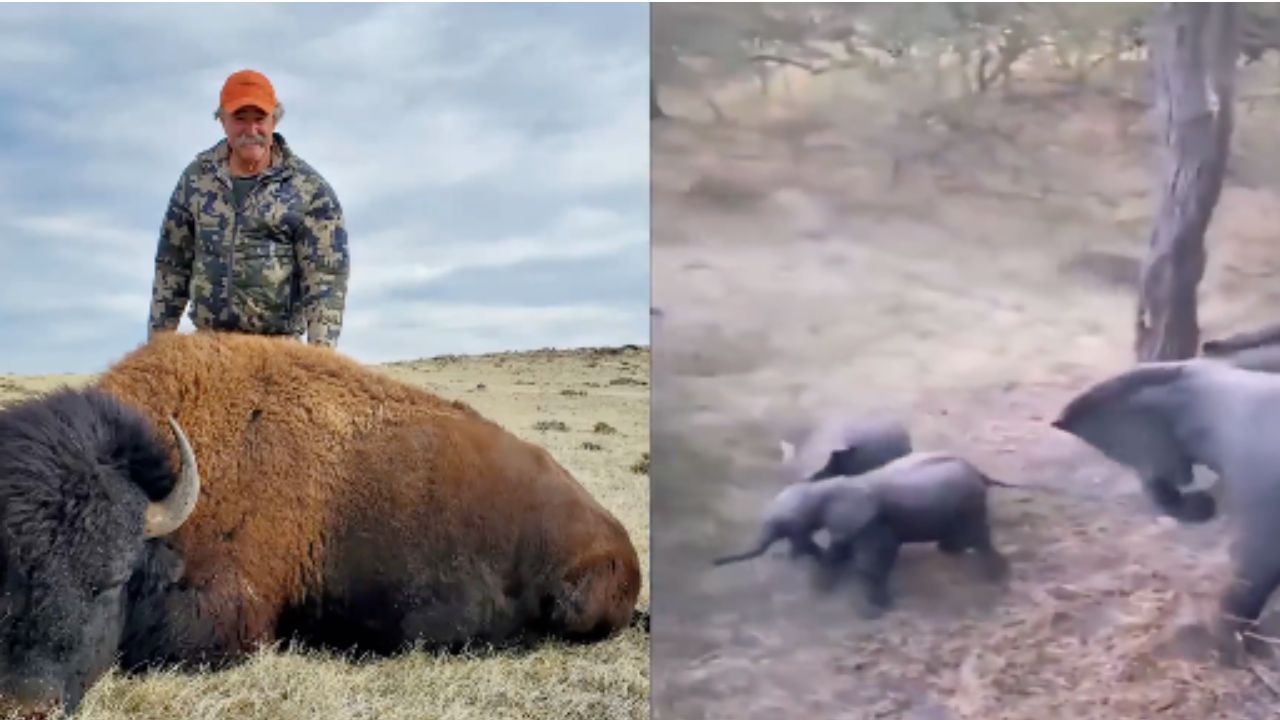 VIDEO: Cazador millonario muere APLASTADO por elefantes durante safari en África