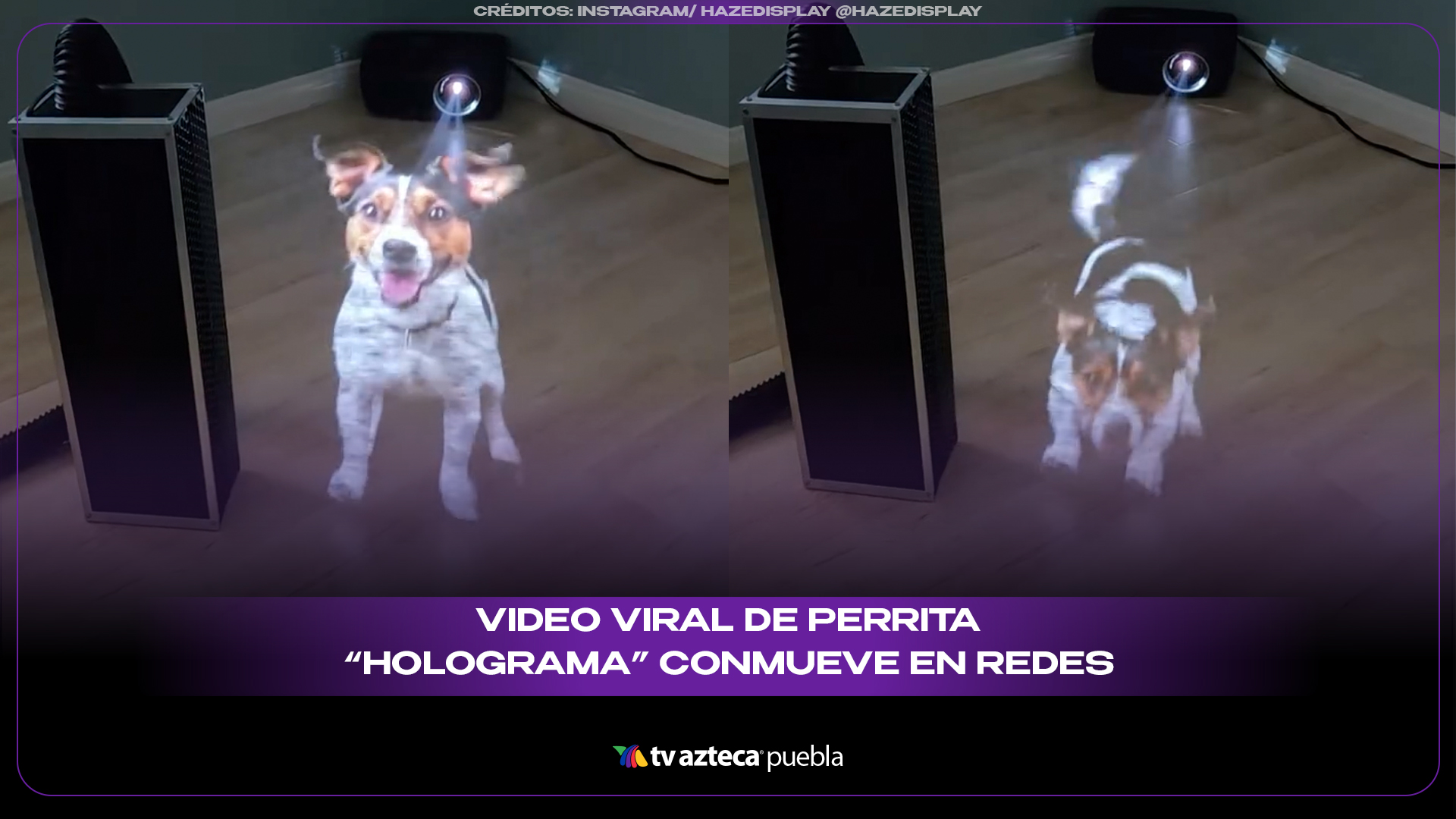 Video viral de perrita “holograma” conmueve en redes