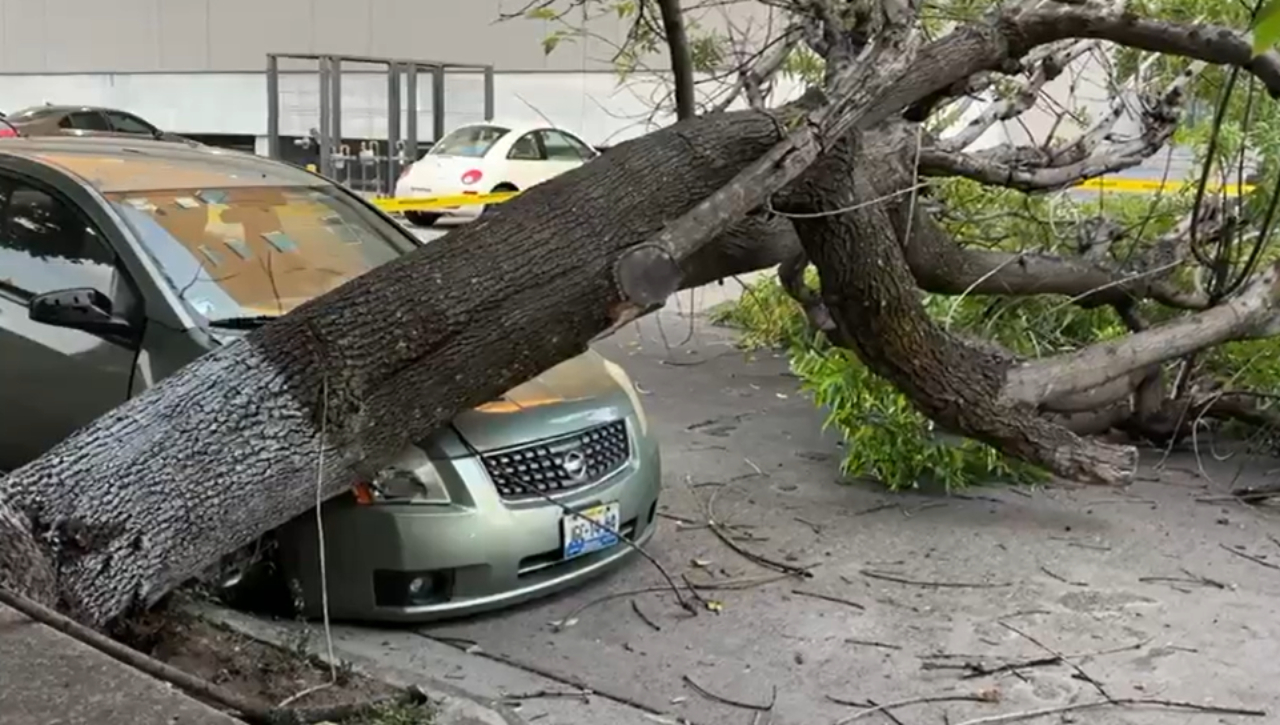 Evita la zona: Protección Civil de Zapopan activa corte de calle por la caída de un árbol