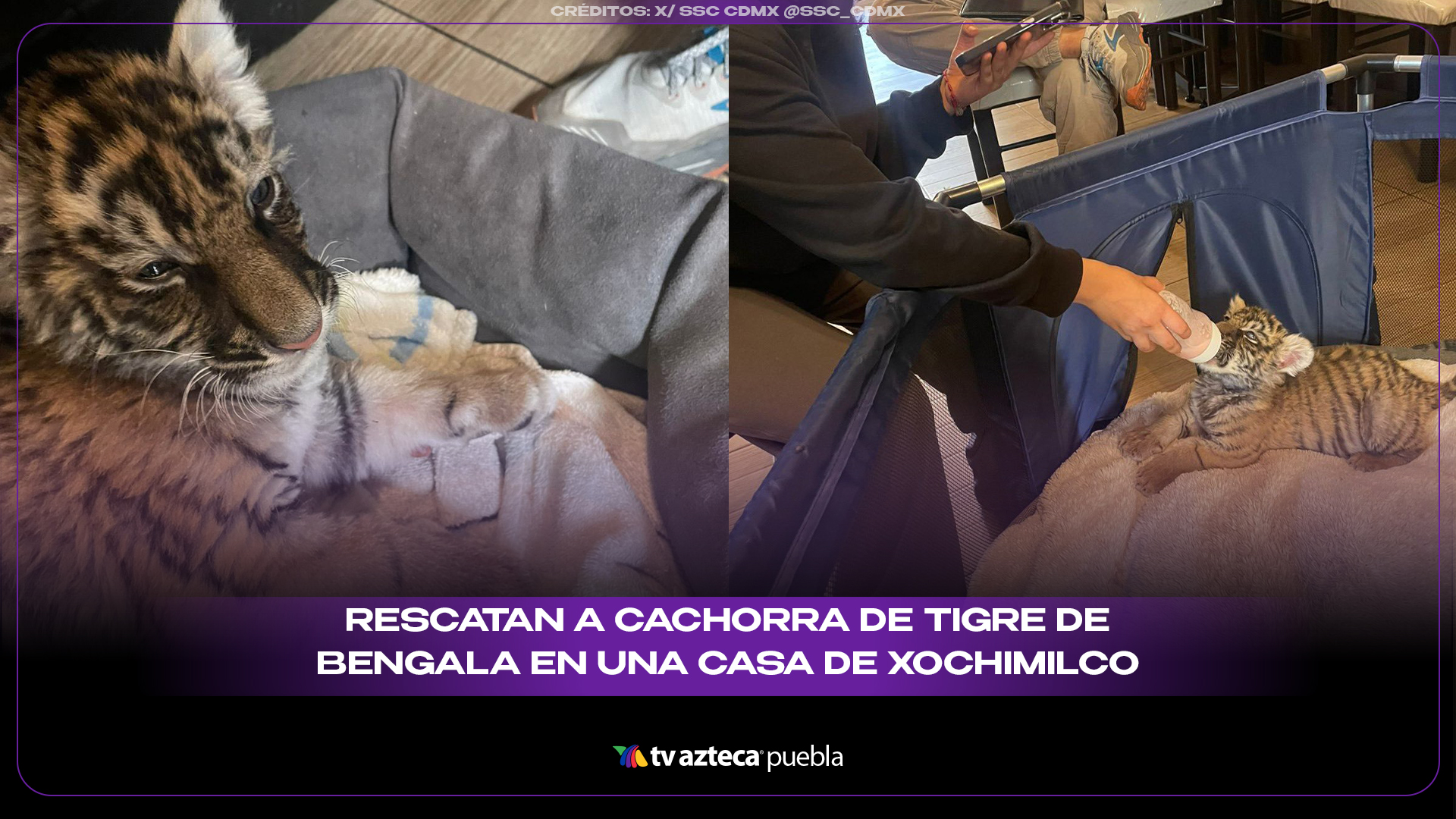 Rescatan a cachorra de tigre de Bengala en una casa de Xochimilco