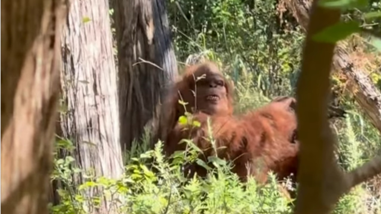 Captan a Pie Grande en Bosque de Oklahoma (VIDEO)