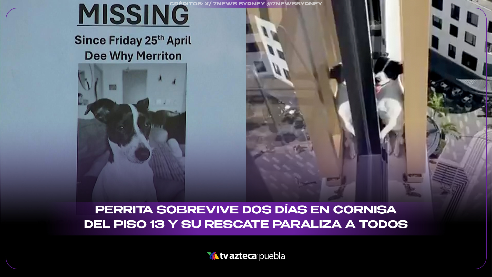 Perrita sobrevive dos días en cornisa del piso 13 y su rescate paraliza a todos