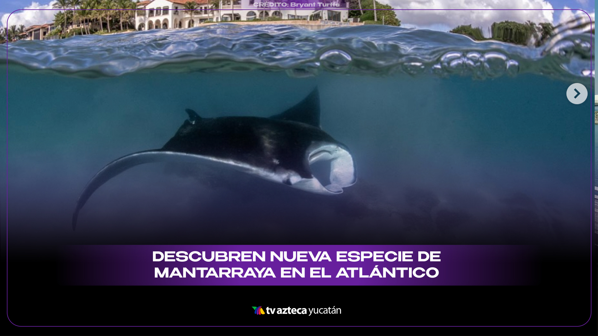 Mobula yarae la nueva especie de mantarraya en el Atlántico