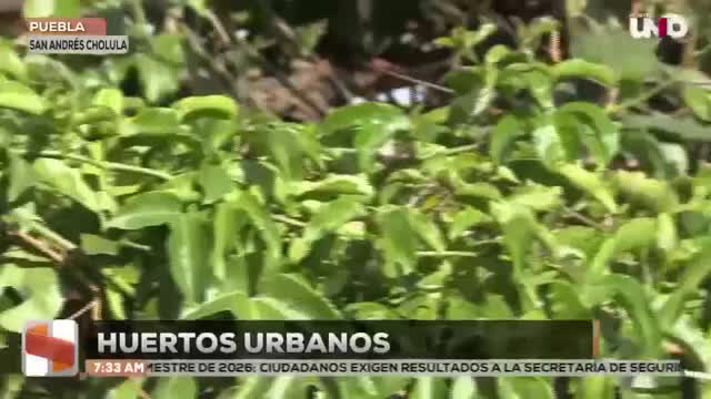 ¡No hay lugar imposible! Poblanos han modificado algunos espacios de sus hogares para crear huertos urbanos