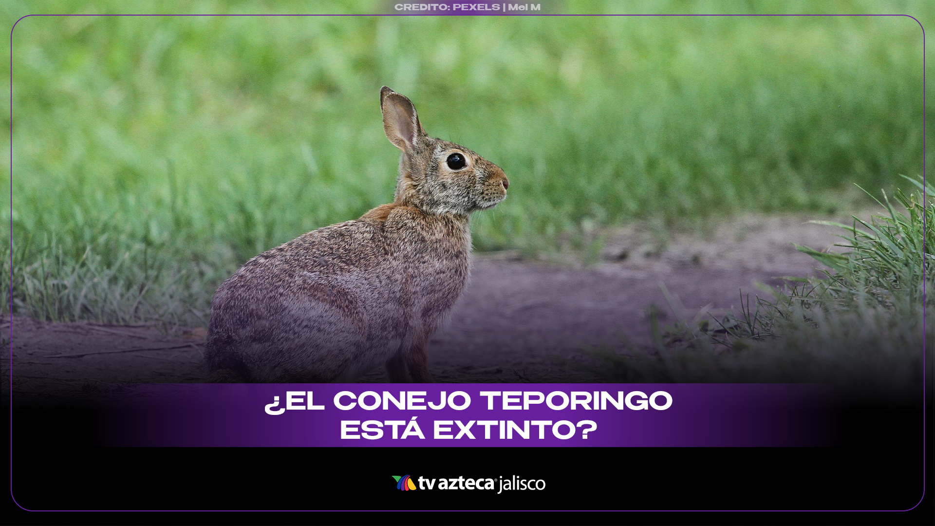 Teporingo Rabbit Conejo Teporingo aún no puede declararse extinto en México