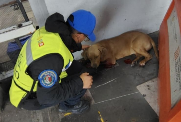 Desde pitones hasta zarigüeyas en la lista de animales que han sido rescatados en el Metro CDMX