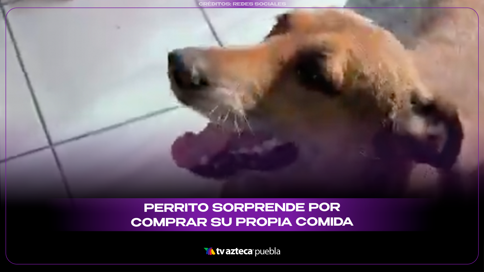 Perrito se vuelve viral por entrar solo a una tienda y “comprar” su comida favorita