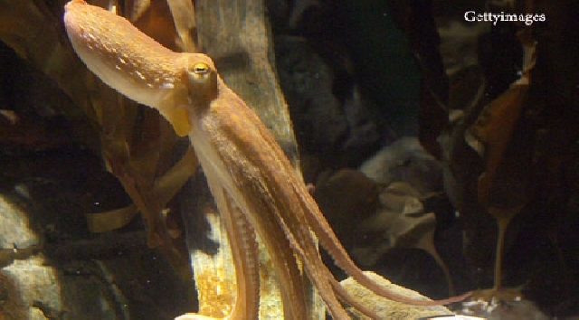 Oxford señala al heredero inesperado y revela al animal que podría dominar la Tierra