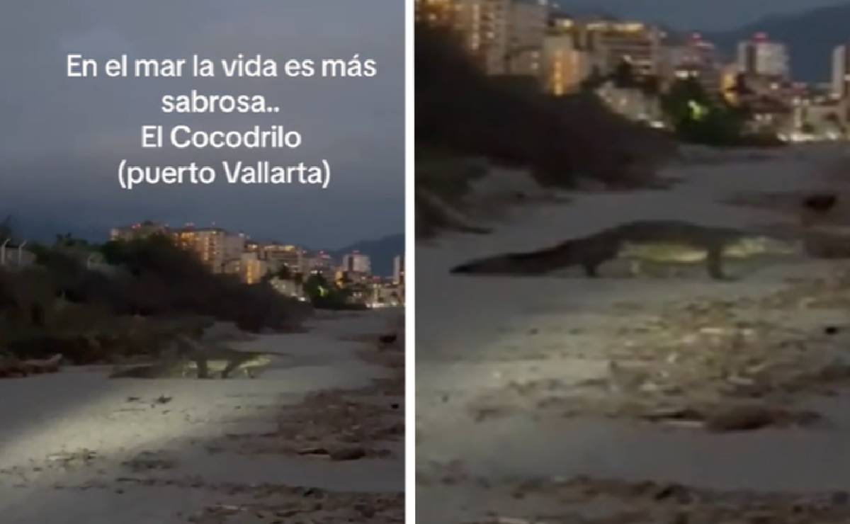 Captan a cocodrilo en playa de Puerto Vallarta: VIDEO, image size:1200x740