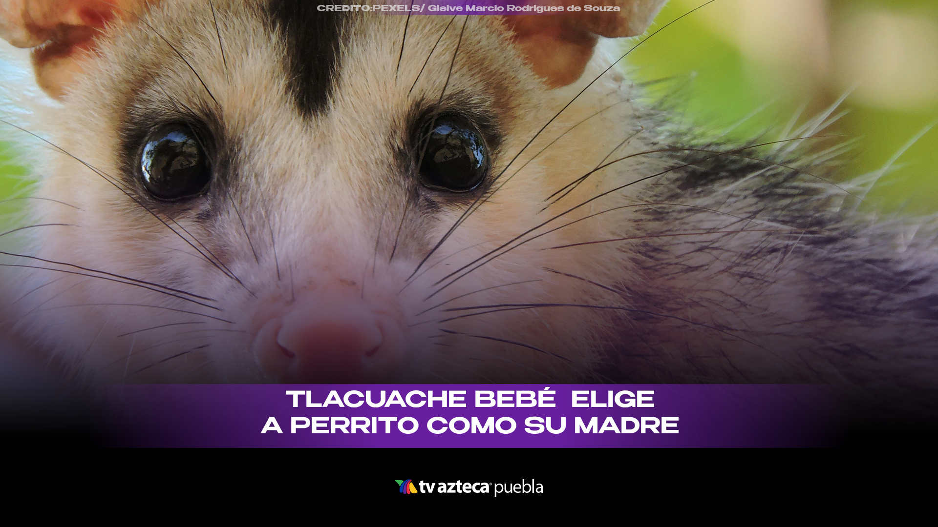 Tlacuache bebé adopta a perrito como mamá y enternece en redes