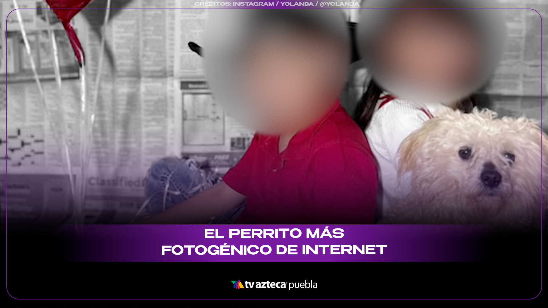 Perrito posa como modelo y conquista redes con su increíble habilidad frente a la cámara.