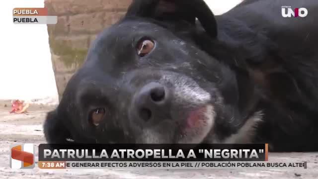 Policía de Puebla atropella a perrita “Negrita” mientras dormía en Infonavit San Pedro ; intenta huir y ofrece solo 2 mil pesos.