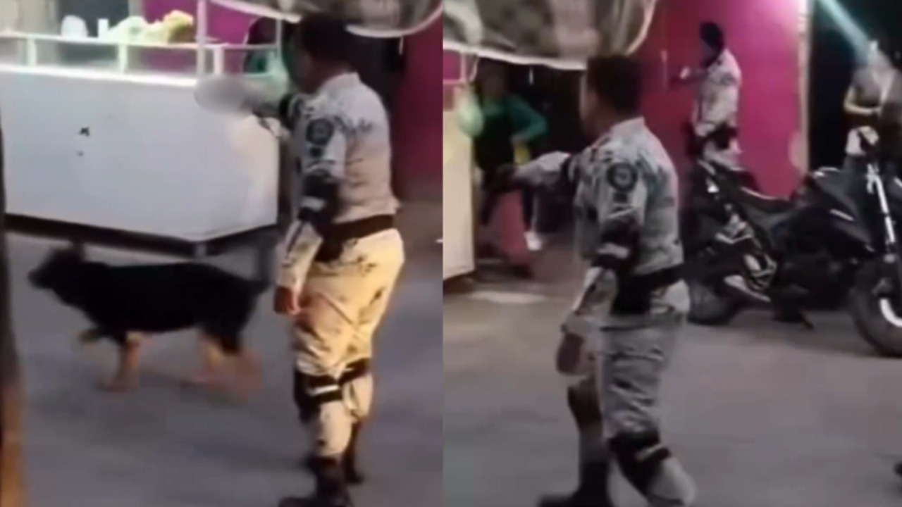 Guardia Nacional dispara durante pelea vecinal en León, Guanajuato: hubo tres heridos incluyendo un perrito