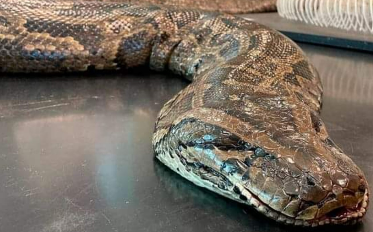 Encuentran serpiente pitón de 5 metros de largo en EE.UU, image size:1309x816
