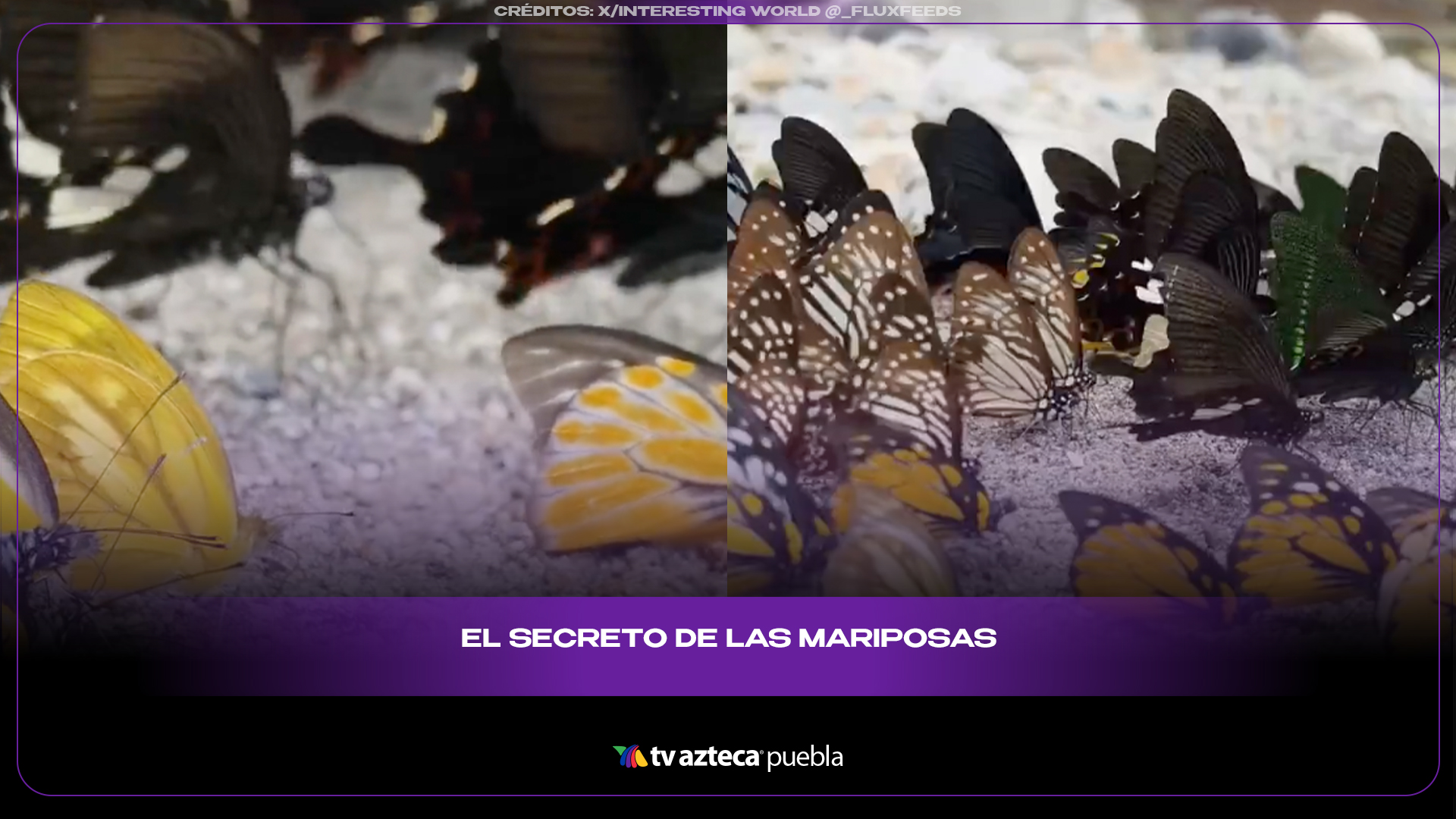 La razón por la que las mariposas beben del barro sorprendió a redes