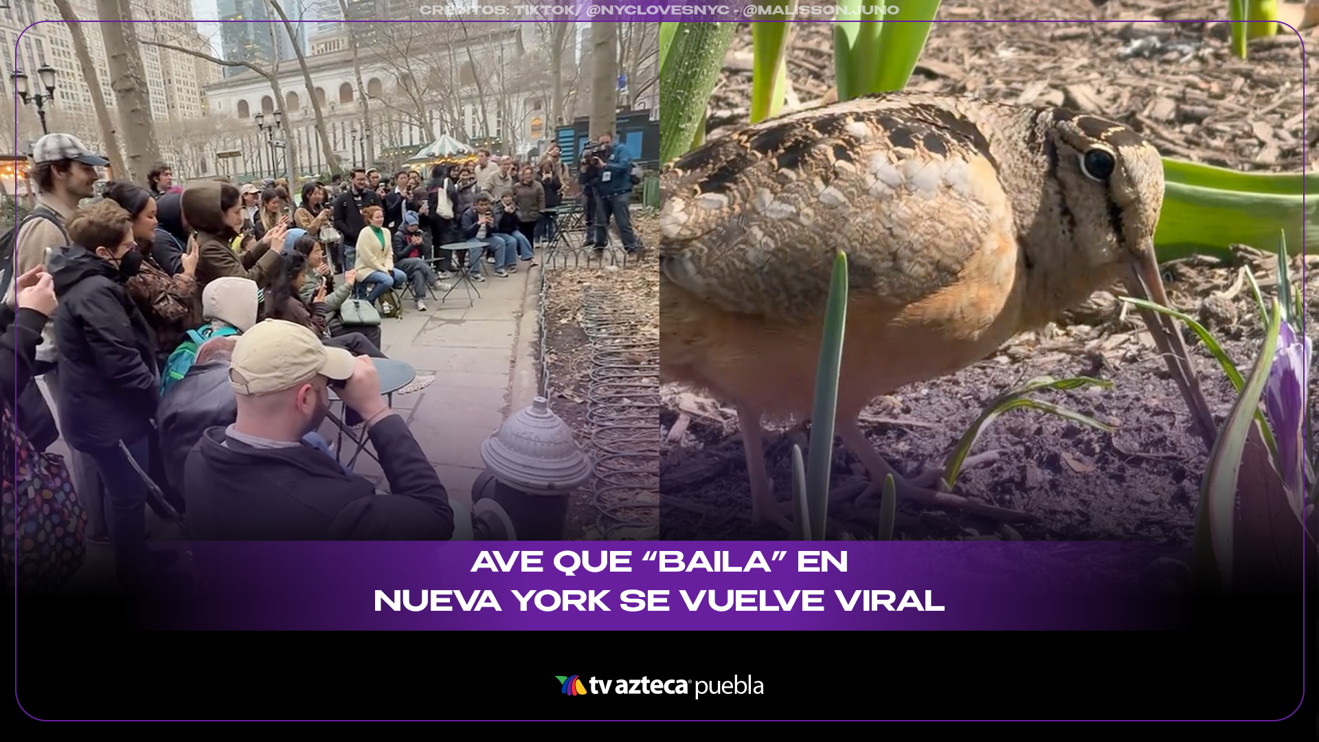 Ave que “baila” en Nueva York se vuelve viral y reúne a decenas de personas en Bryant Park