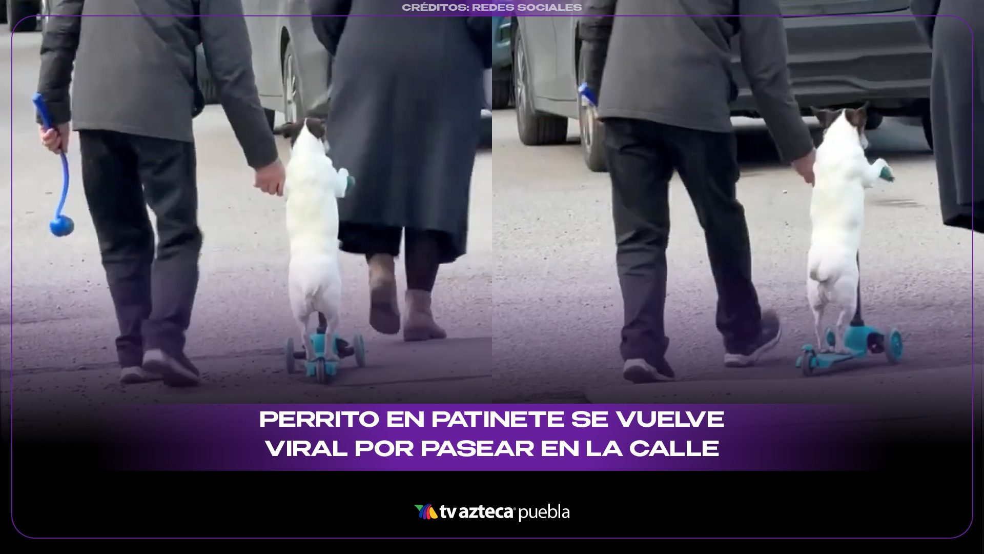 Perrito en patinete se vuelve viral por su increíble habilidad al pasear en la calle