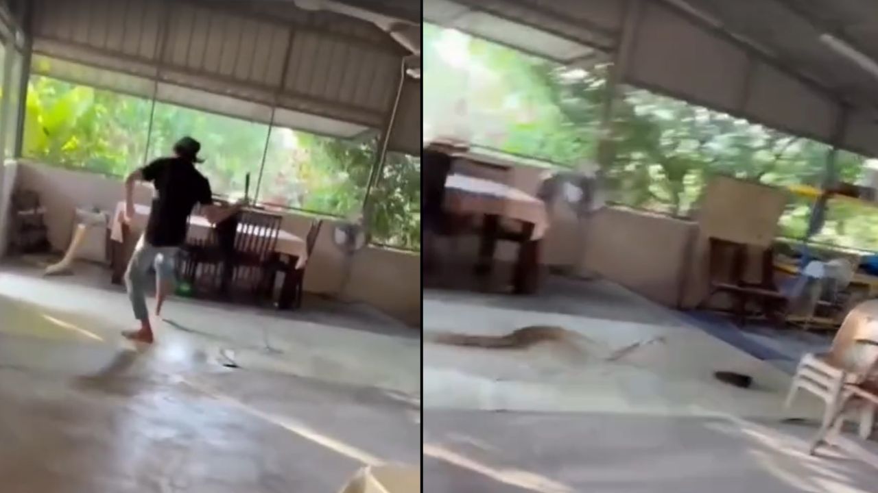 VIDEO: Hombre fue atacado por enorme serpiente dentro de su casa; captan fuerte enfrentamiento