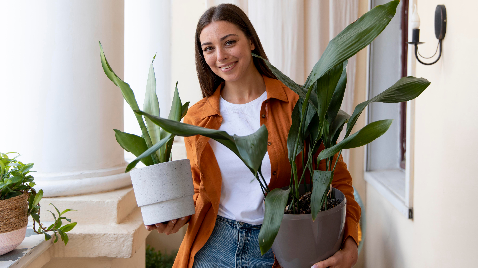 7 plantas que purifican el aire de tu casa y hasta est comprobado por la  NASA; adems son hermosas