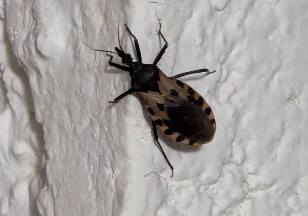 ¿Dónde encontraron insecto pic en Yucatán?