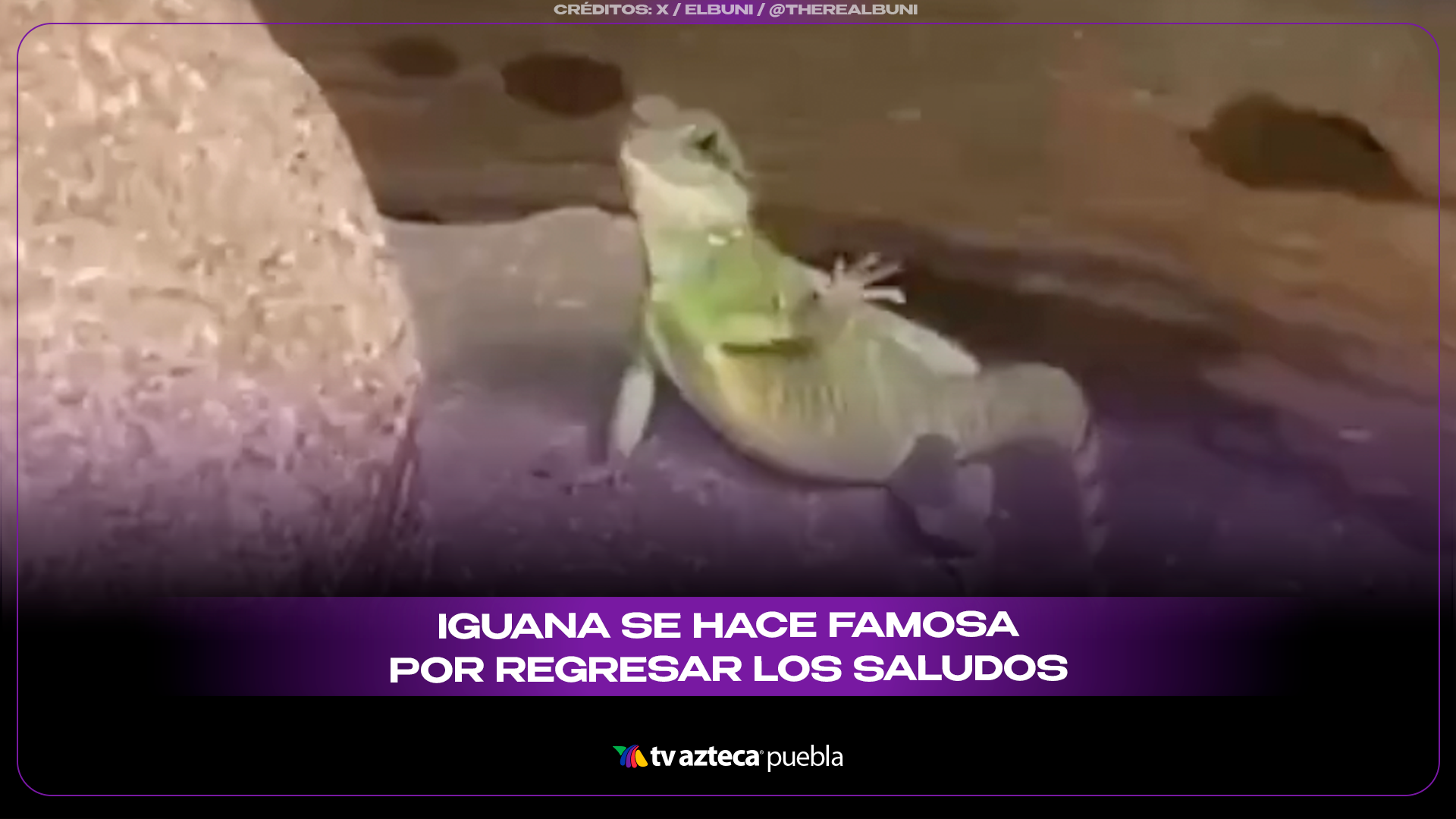iguana “saluda” a visitantes en zoológico de Malasia y se vuelve viral.