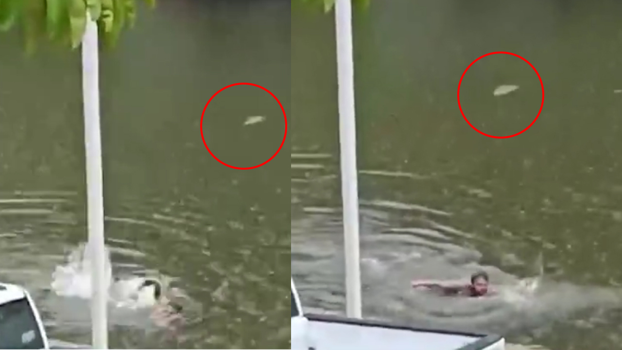 Sujeto se lanza a laguna llena de COCODRILOS en Tabasco