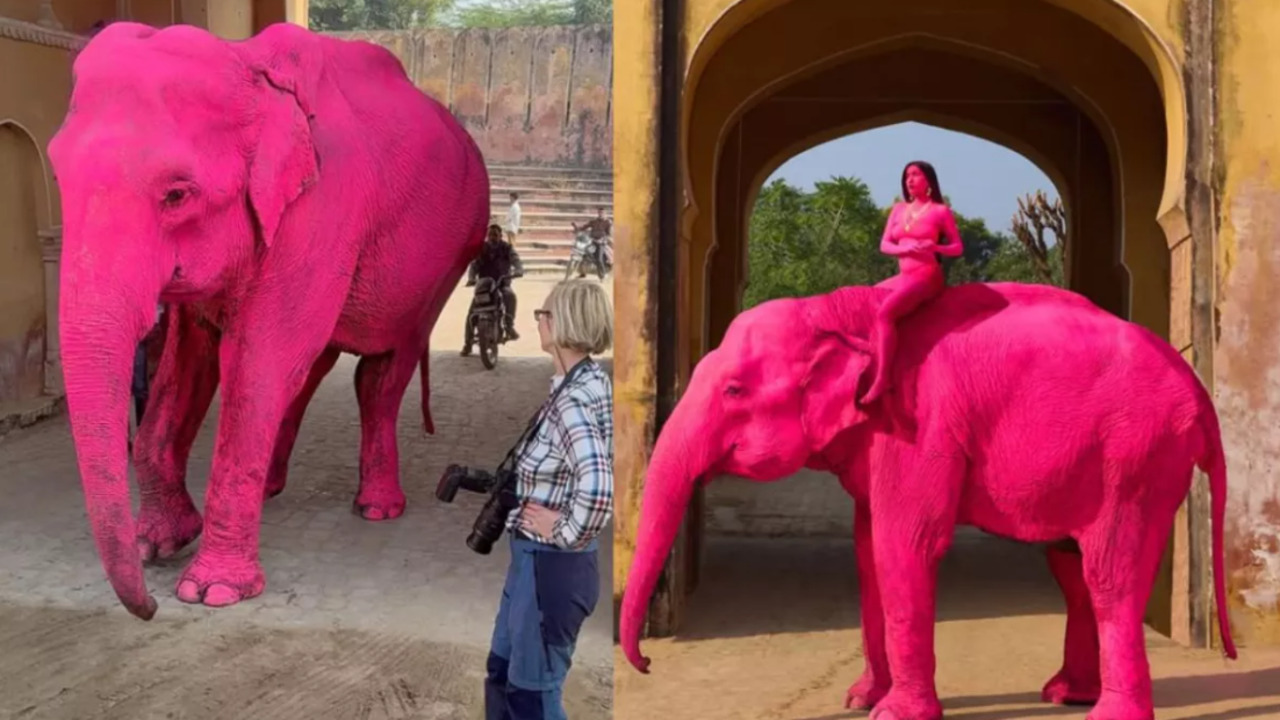 Indignación mundial: Muere elefante pintado de rosa tras sesión de fotos