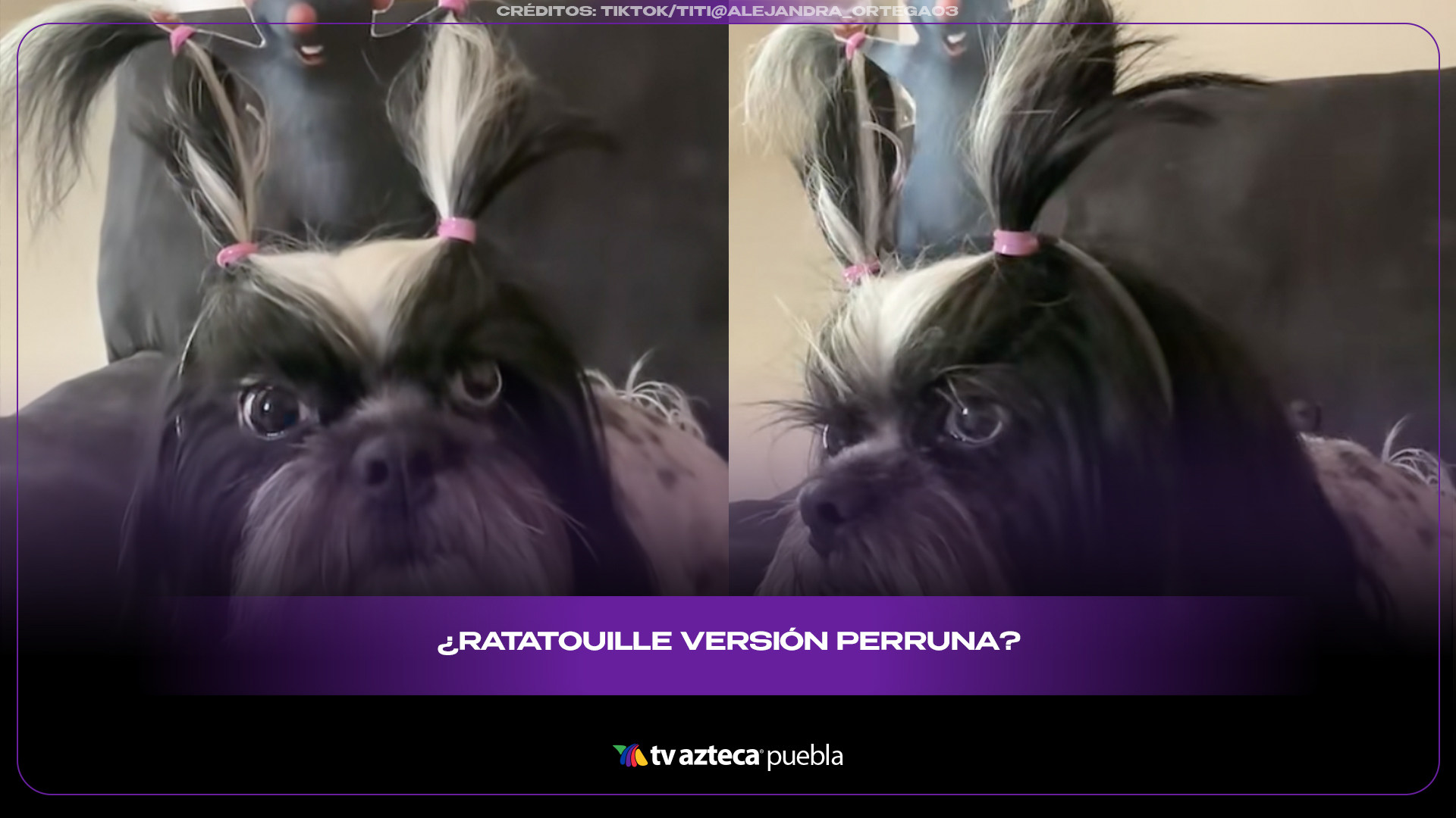 Perrito con peinado estilo “Ratatouille” conquista las redes
