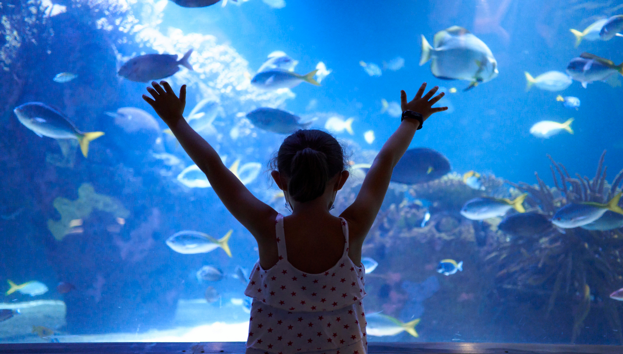 Sealand, el nuevo acuario de Monterrey: Precios y ubicación
