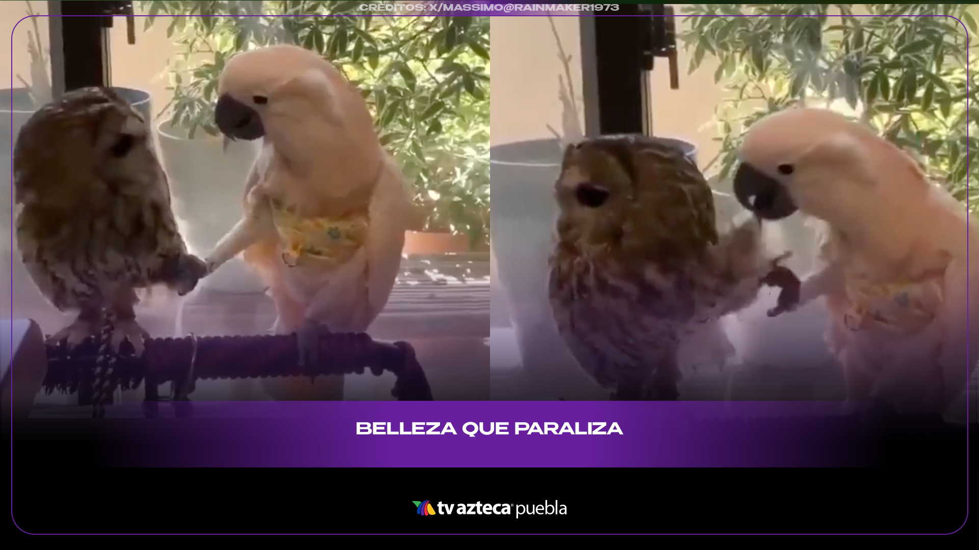 Cacatúa queda fascinada con un búho y enternece a redes