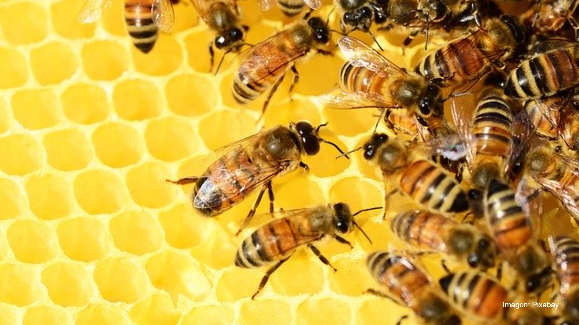 VIDEO: Así luchan las abejas contra 'avispón asesino gigante'