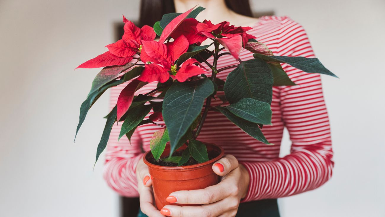 Formas en las que se le dice a la Flor de Nochebuena en otros países y culturas