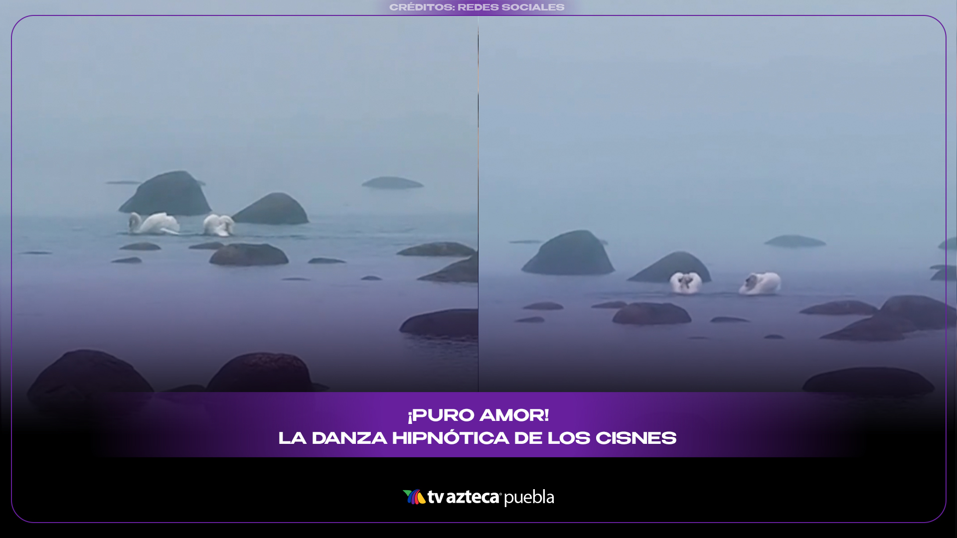 Cisnes realizan danza del amor en Finlandia y cautivan a redes