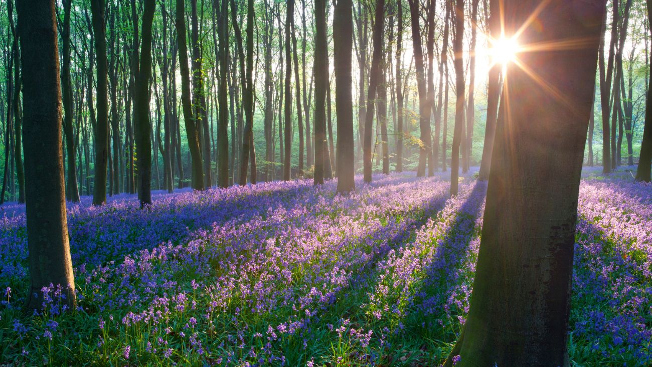 Vive el Equinoccio de Primavera en el bosque en un recorrido especial