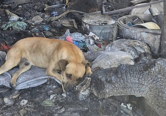 ¿Cómo fue el incendio en Chihuahua donde un perrito sobrevivió?