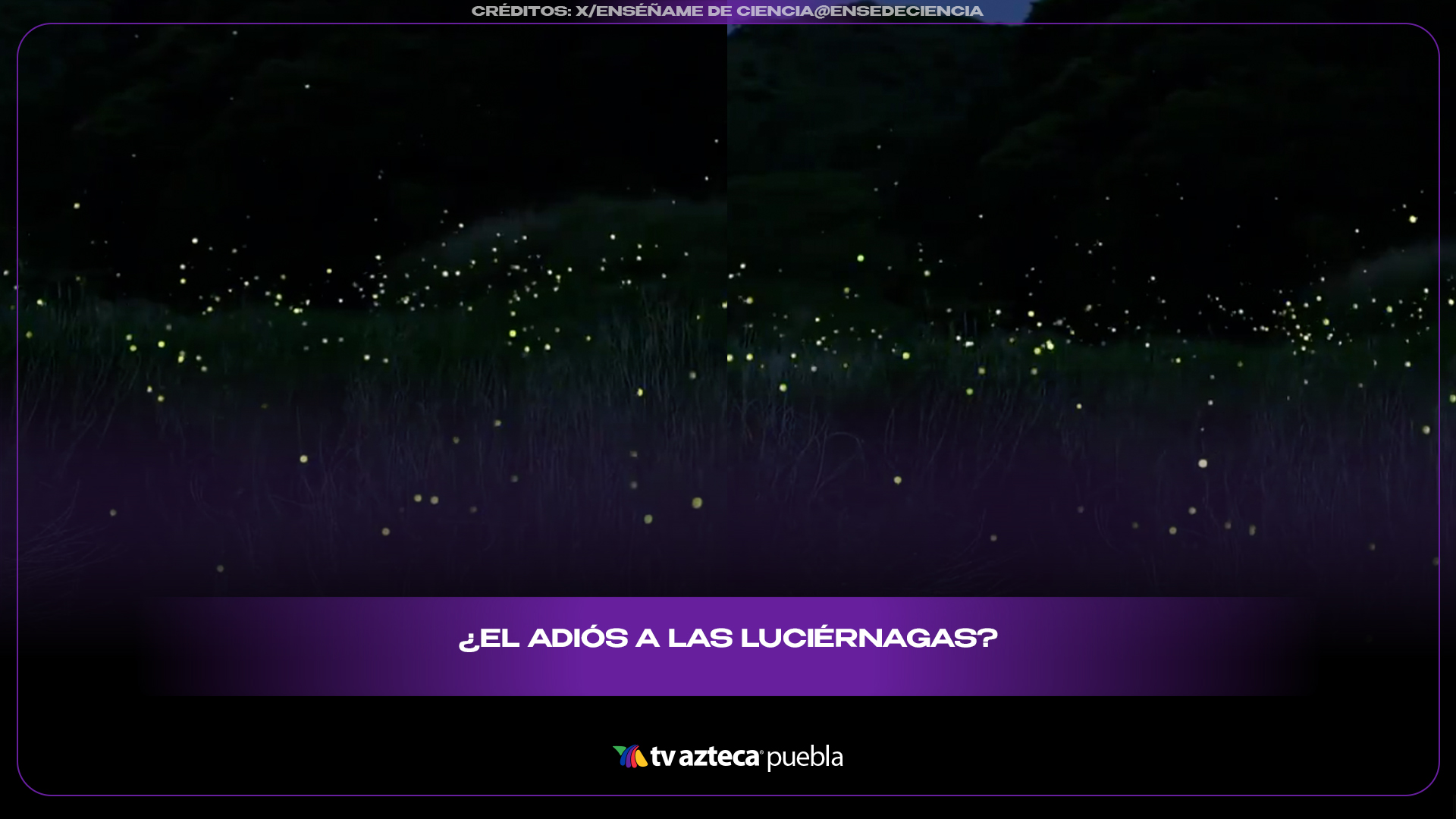 Luciérnagas podrían desaparecer y científicos lanzan alerta