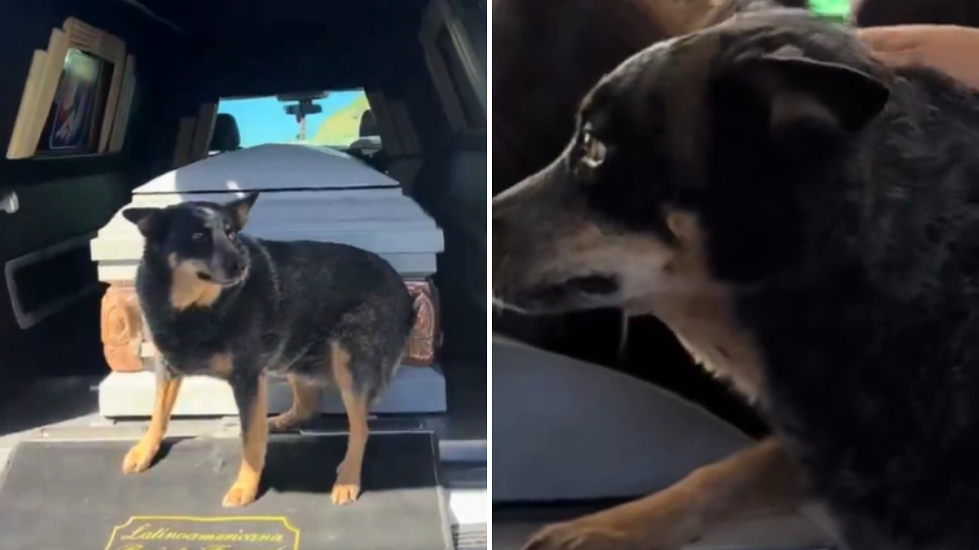VIDEO | Perrito se aferra al ataúd de su dueño en funeral y se vuelve ...