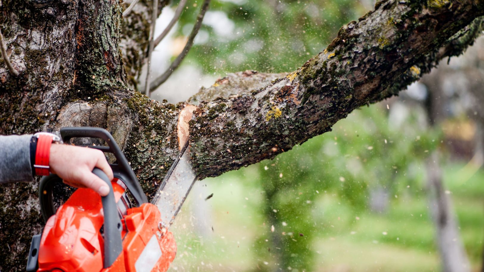 ¡Alto, es un delito! La multa millonaria que pagarás por cortar el árbol que está frente a tu casa